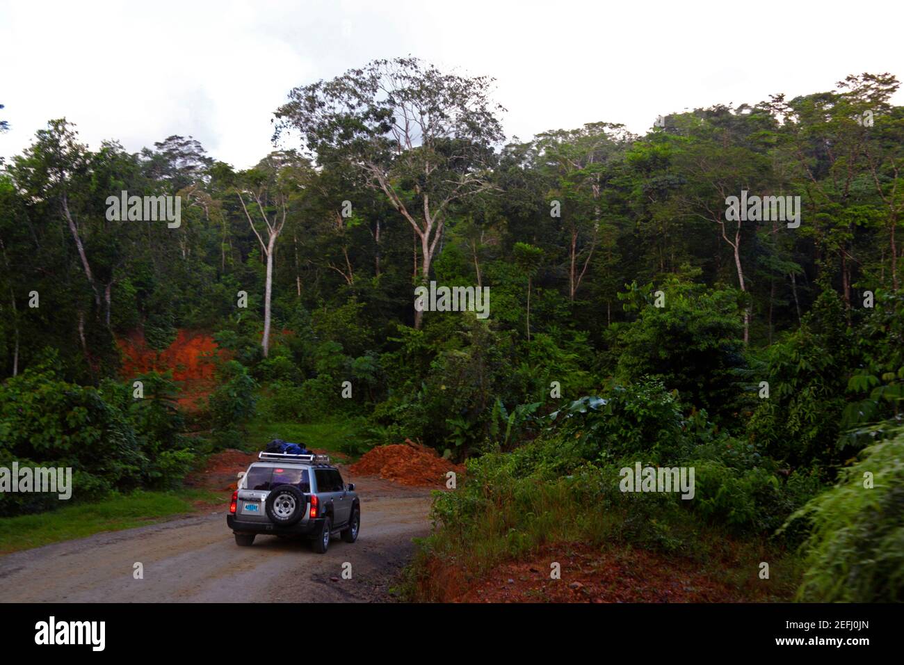 Road jungle forest 4x4 hi-res stock photography and images - Alamy