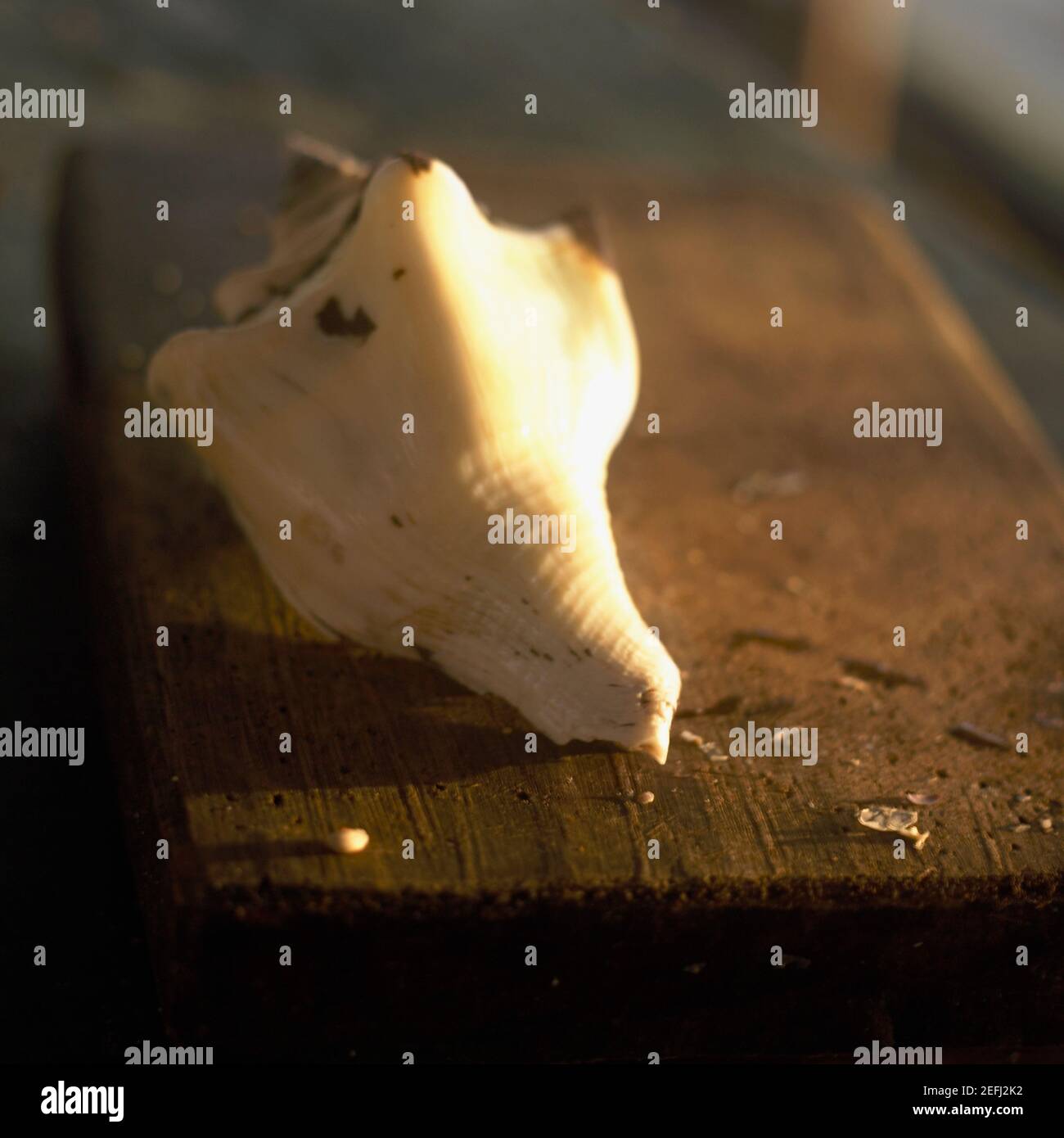Shell Shadow High Resolution Stock Photography and Images - Alamy