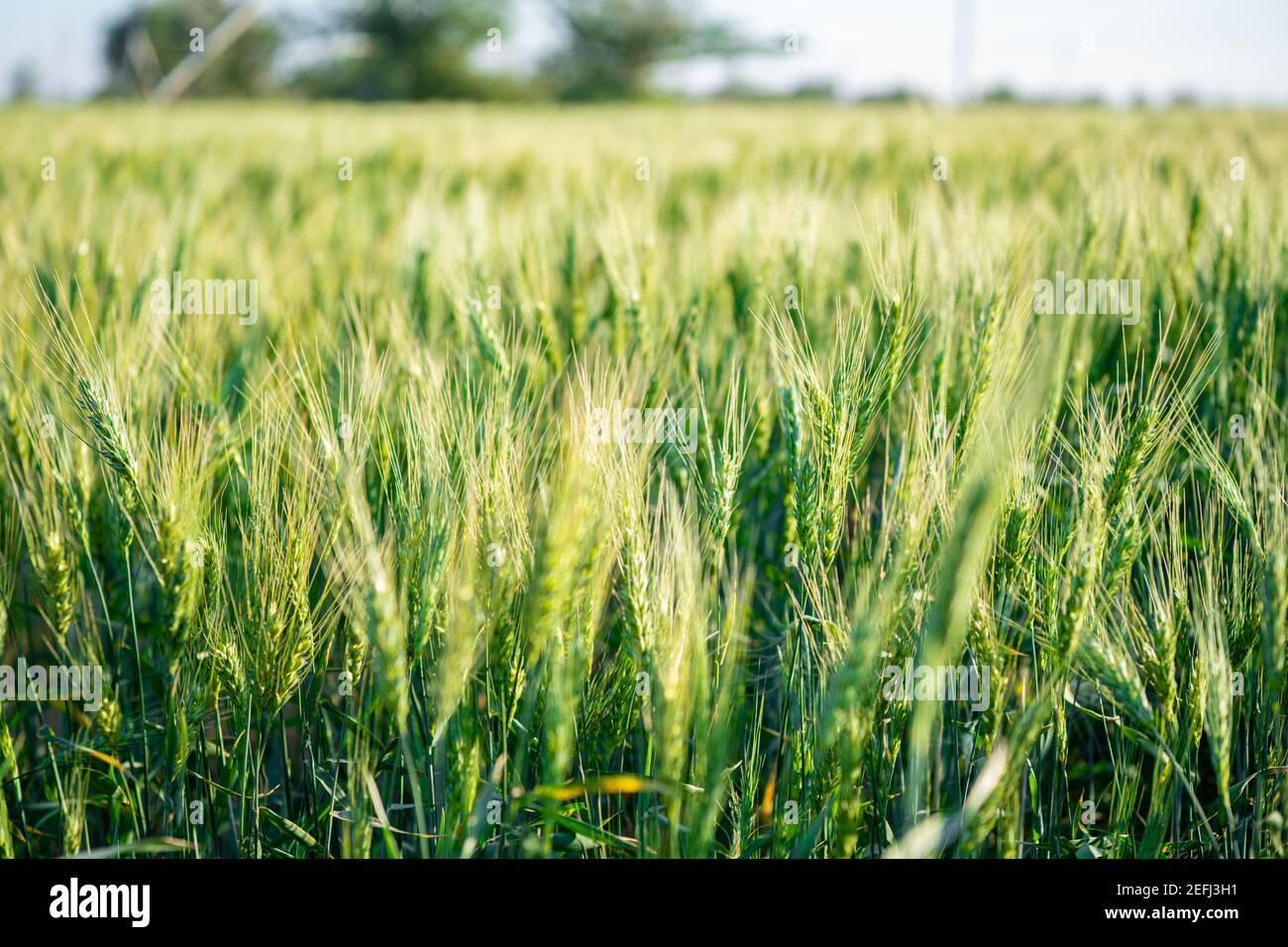 A beautiful shot of green  whet field in day time. selective focus Stock Photo