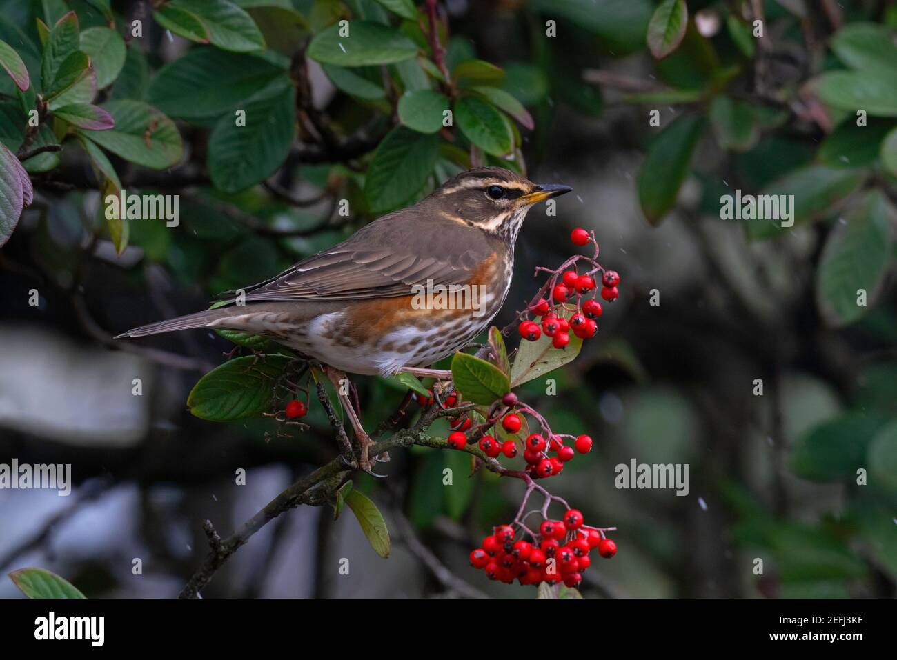Redwing-Turdus iliacus perches on Cotoneaster berries in snow. Winter Stock Photo