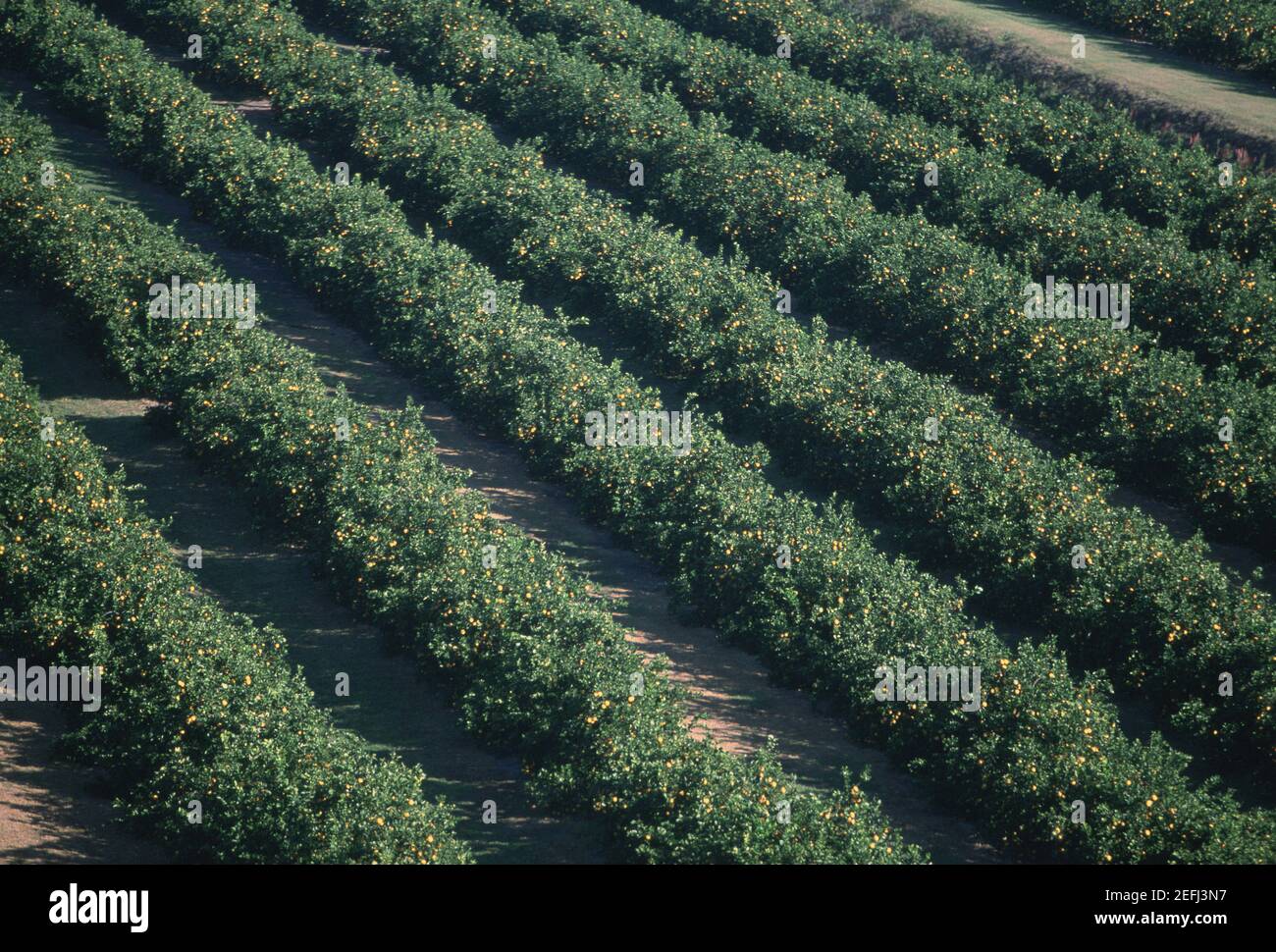 Aerial of orange groves, Florida Stock Photo Alamy
