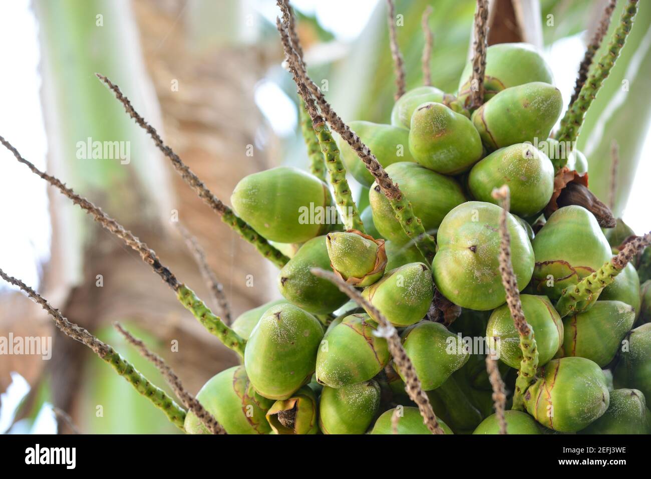 Baby/young coconuts on the tree Stock Photo Alamy