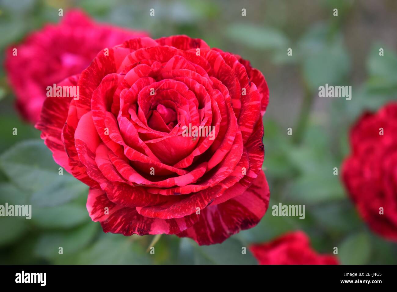 Red Marabel Spray Roses Red marble rose-spray with a marble coloring of dark red strokes (angle ...