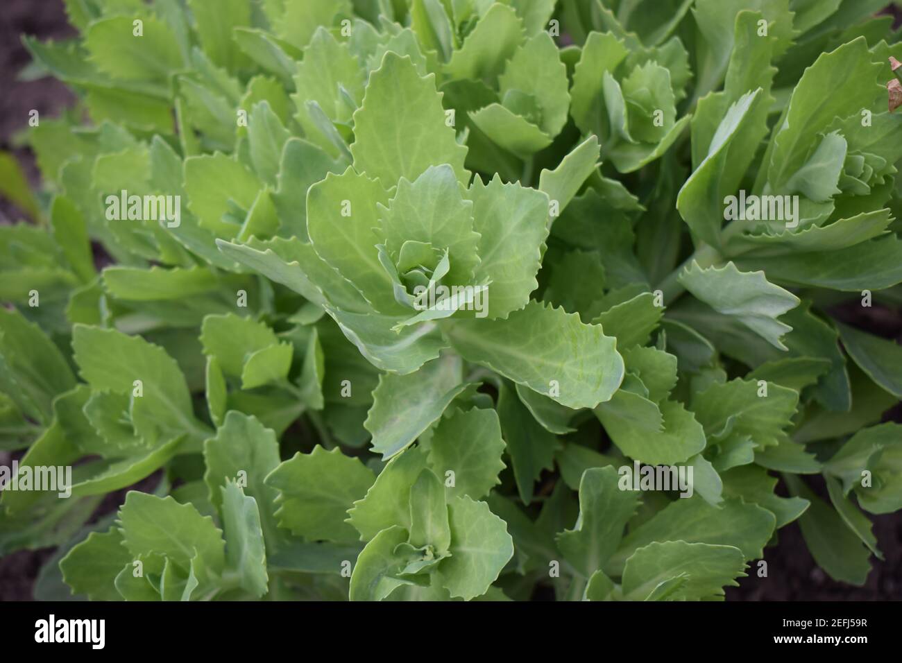 Sedum spectabile 2024