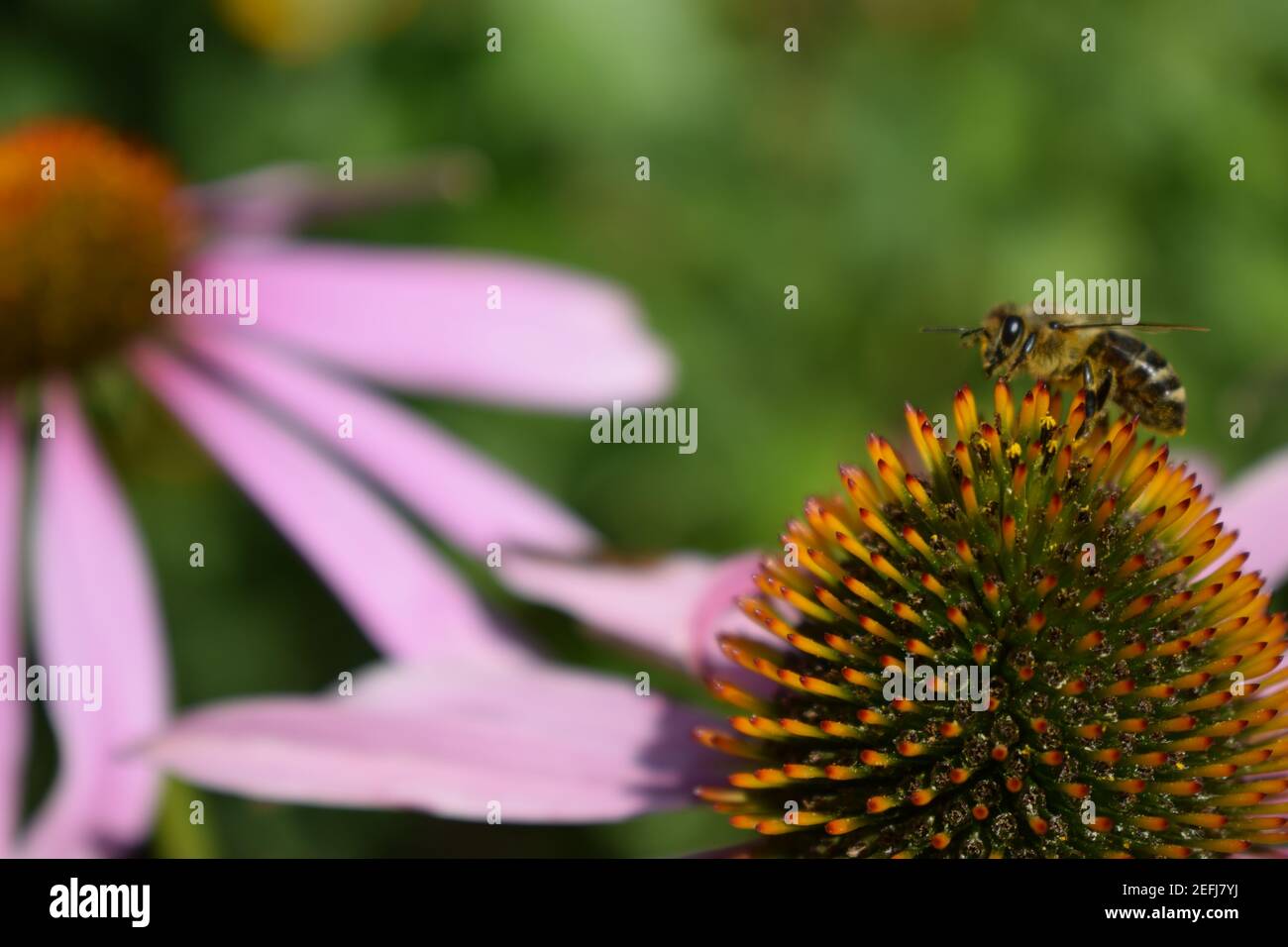Detailed Closeup of Beautiful Pink or Purple Coneflowers, (Echinacea