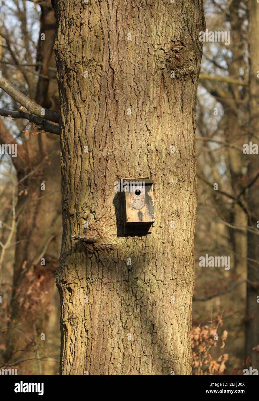 Bird nesting box mounted on a tree in the Wyre forest, Worcestershire, England, UK. Stock Photo