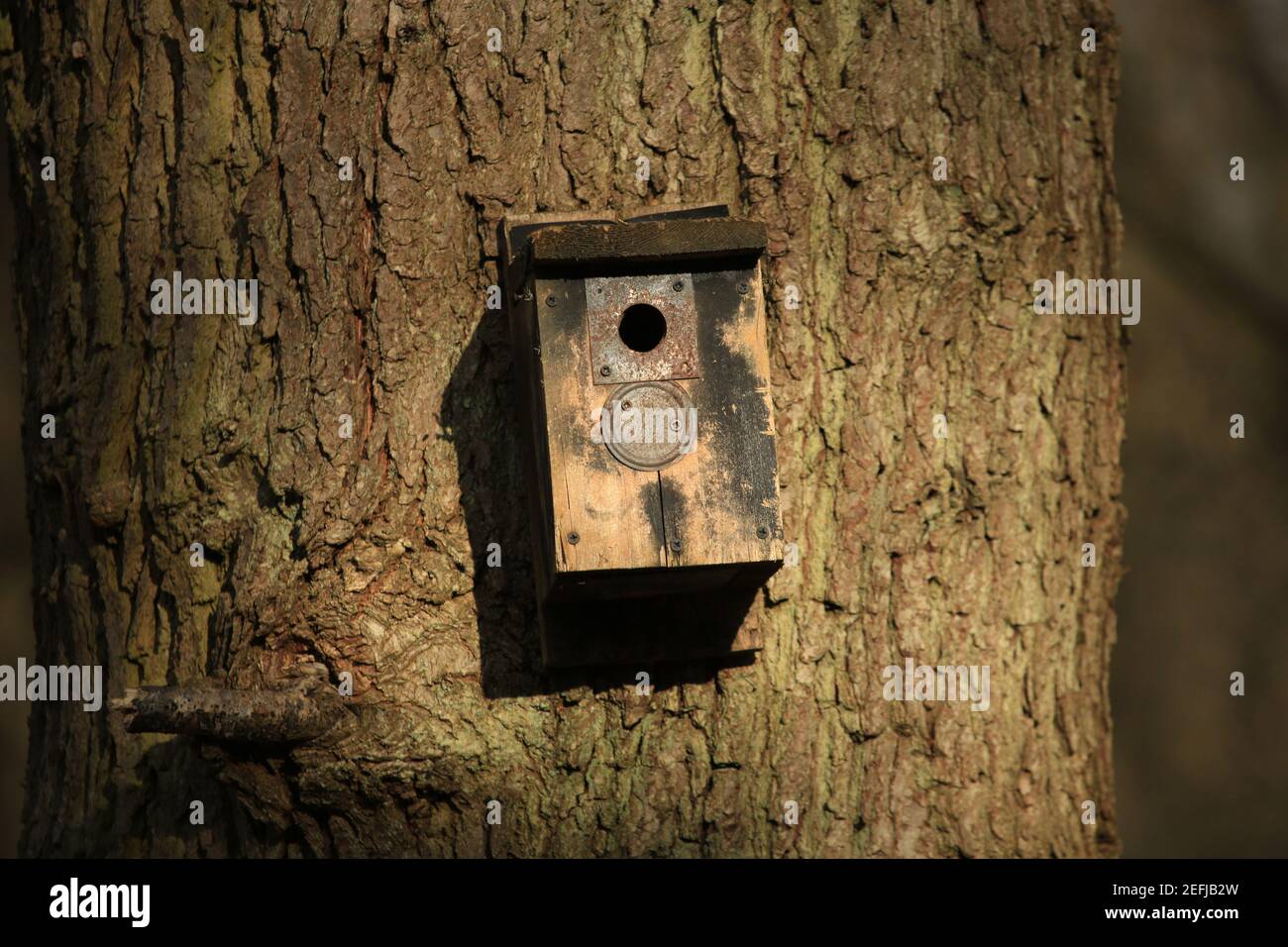 Bird nesting box mounted on a tree in the Wyre forest, Worcestershire, England, UK. Stock Photo