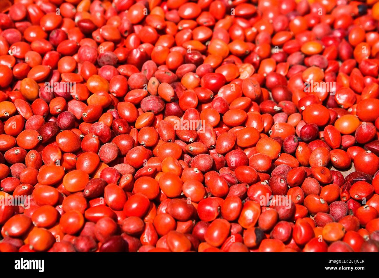 Close-up of seeds of Huayruro, Pisaq, Cuzco, Peru Stock Photo