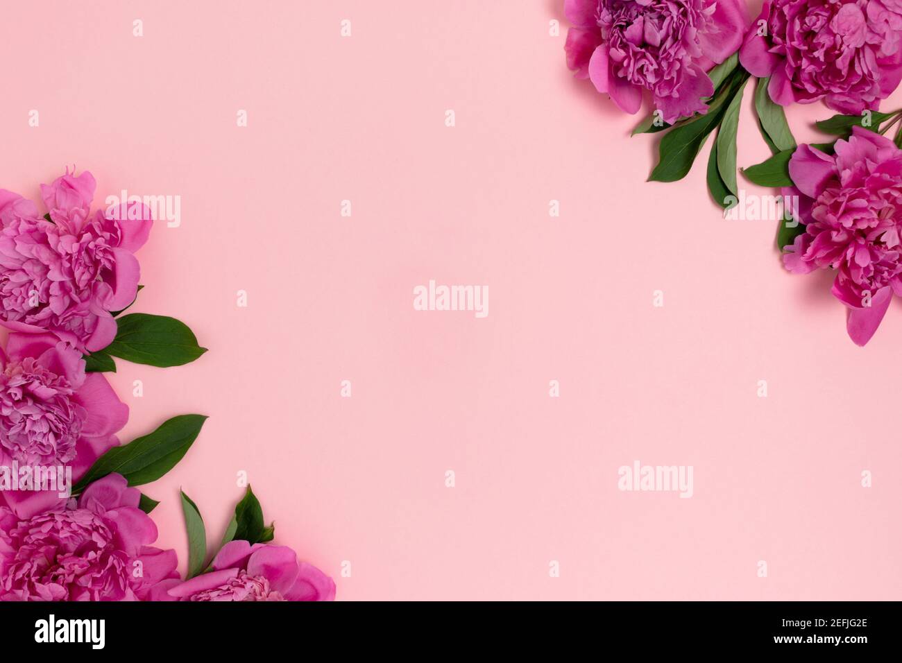 Border frame made of peony flowers on a pink pastel background. Floral ...