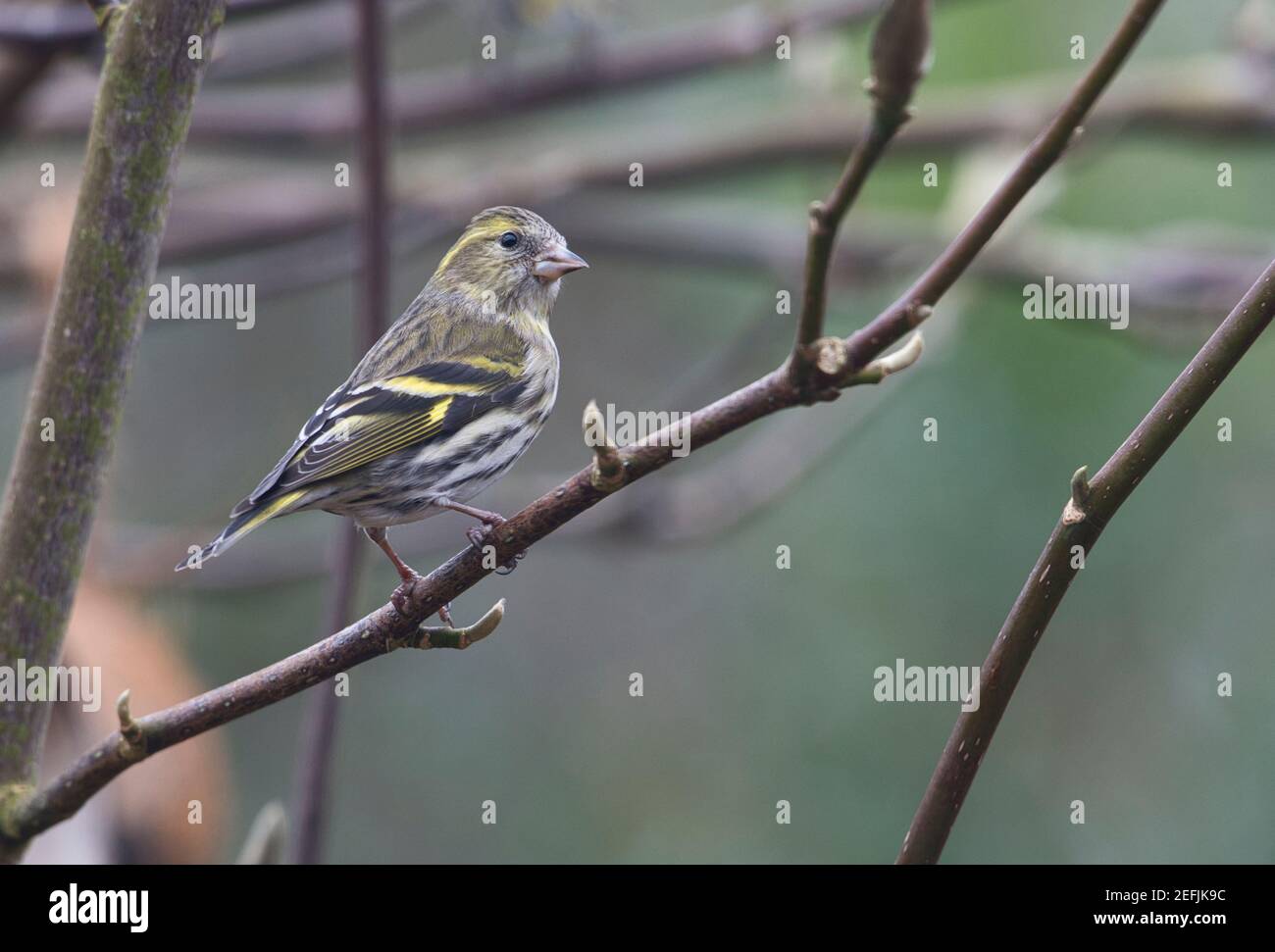 Eurasian siskin (Carduelis spinus) perched in a small tree in a garden Stock Photo