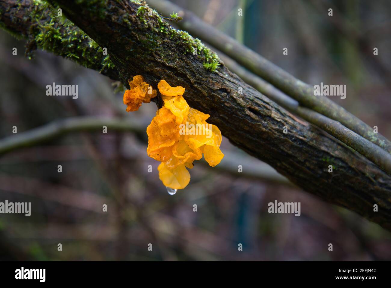 Yellow brain fungus (Tremella mesenterica), growing on gorse and photographed following rain. Stock Photo