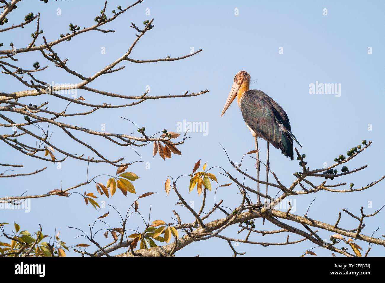 Leptoptilos javanicus stork hi-res stock photography and images - Alamy
