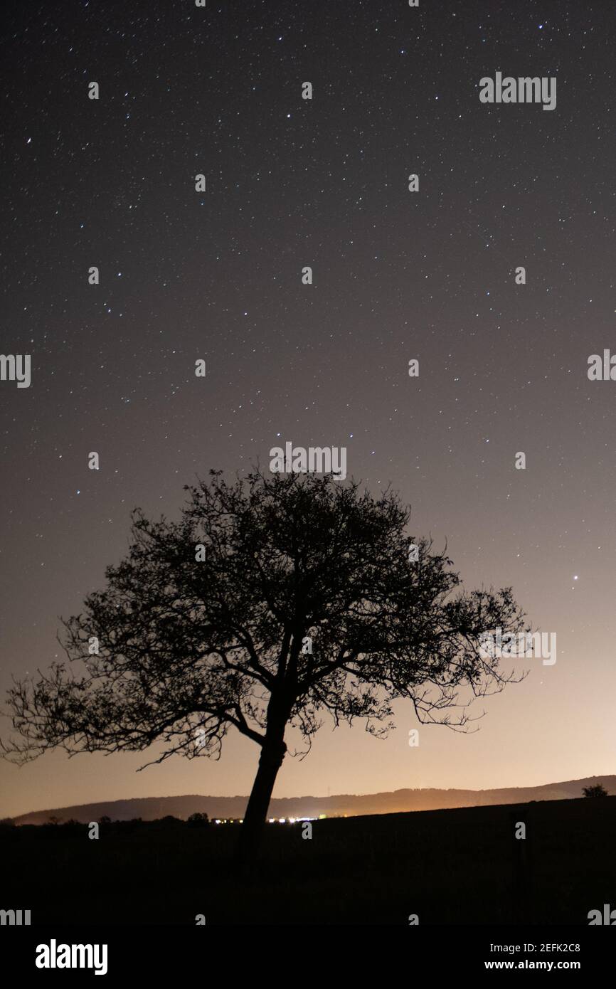 tree under a starry night Stock Photo