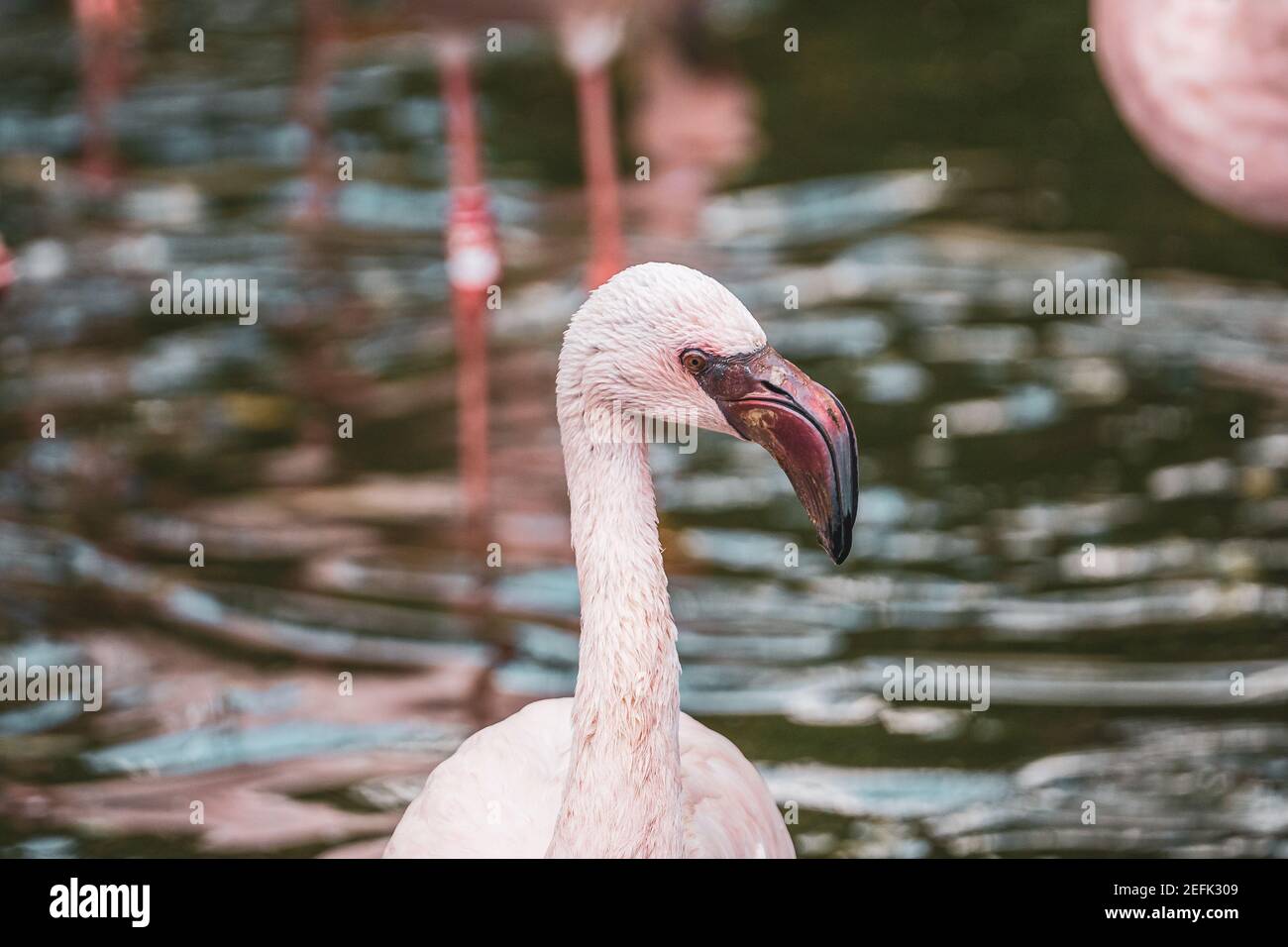 porttrait of a flamingo wading through the water searching for food, germany Stock Photo