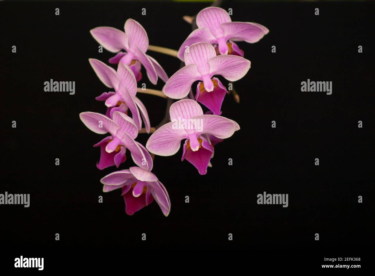 Orchid flowers Phalaenopsis Perceval mini. Branch of flowering Orchid Phalaenopsis Perceval mini (known as butterfly orchids) on a black background Stock Photo