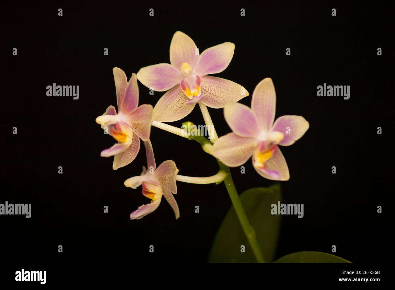 Orchid flowers Phalaenopsis Balm aroma. Branch of flowering Orchid Phalaenopsis Balm aroma (known as butterfly orchids) on a black background Stock Photo