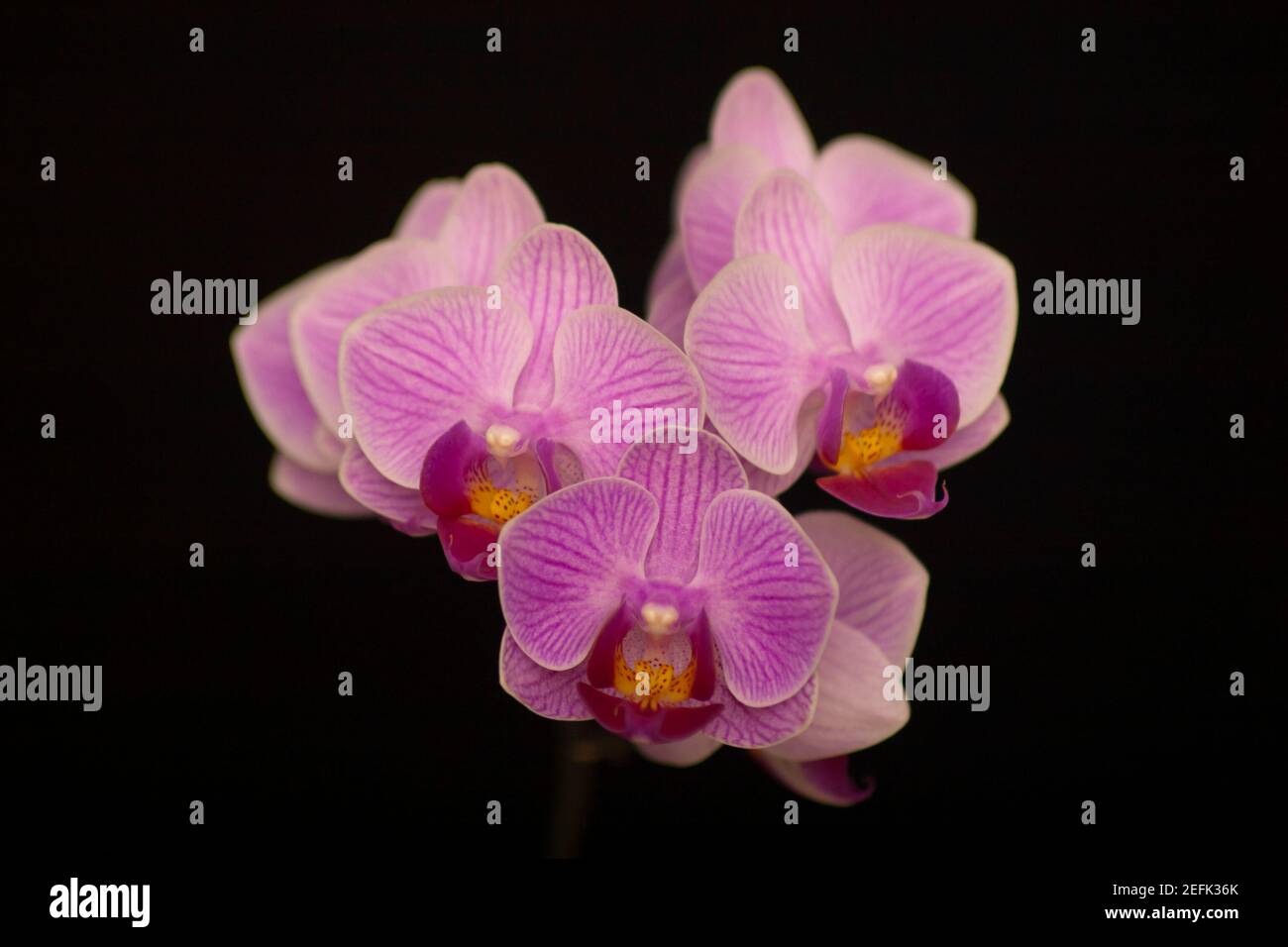 Orchid flowers Phalaenopsis Perceval mini. Branch of flowering Orchid Phalaenopsis Perceval mini (known as butterfly orchids) on a black background Stock Photo