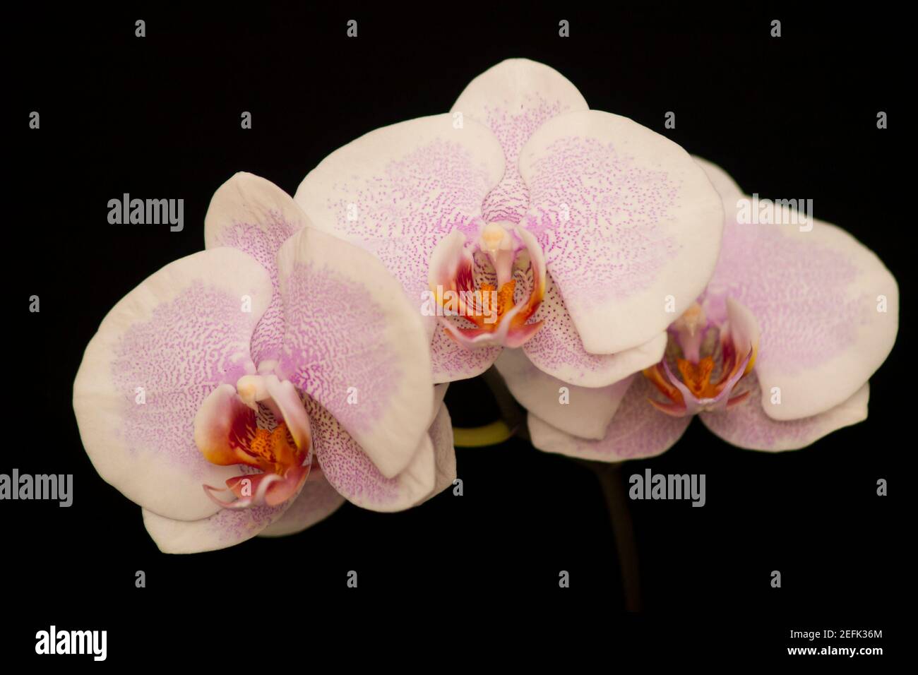 Orchid flowers Phalaenopsis Pretty Romance. Branch of flowering Orchid Phalaenopsis Pretty Romance (known as butterfly orchids) on a black background Stock Photo
