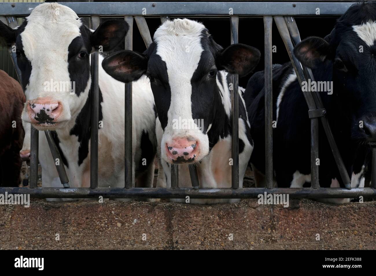 A group of cows looking at the camera during feeding time Stock Photo ...