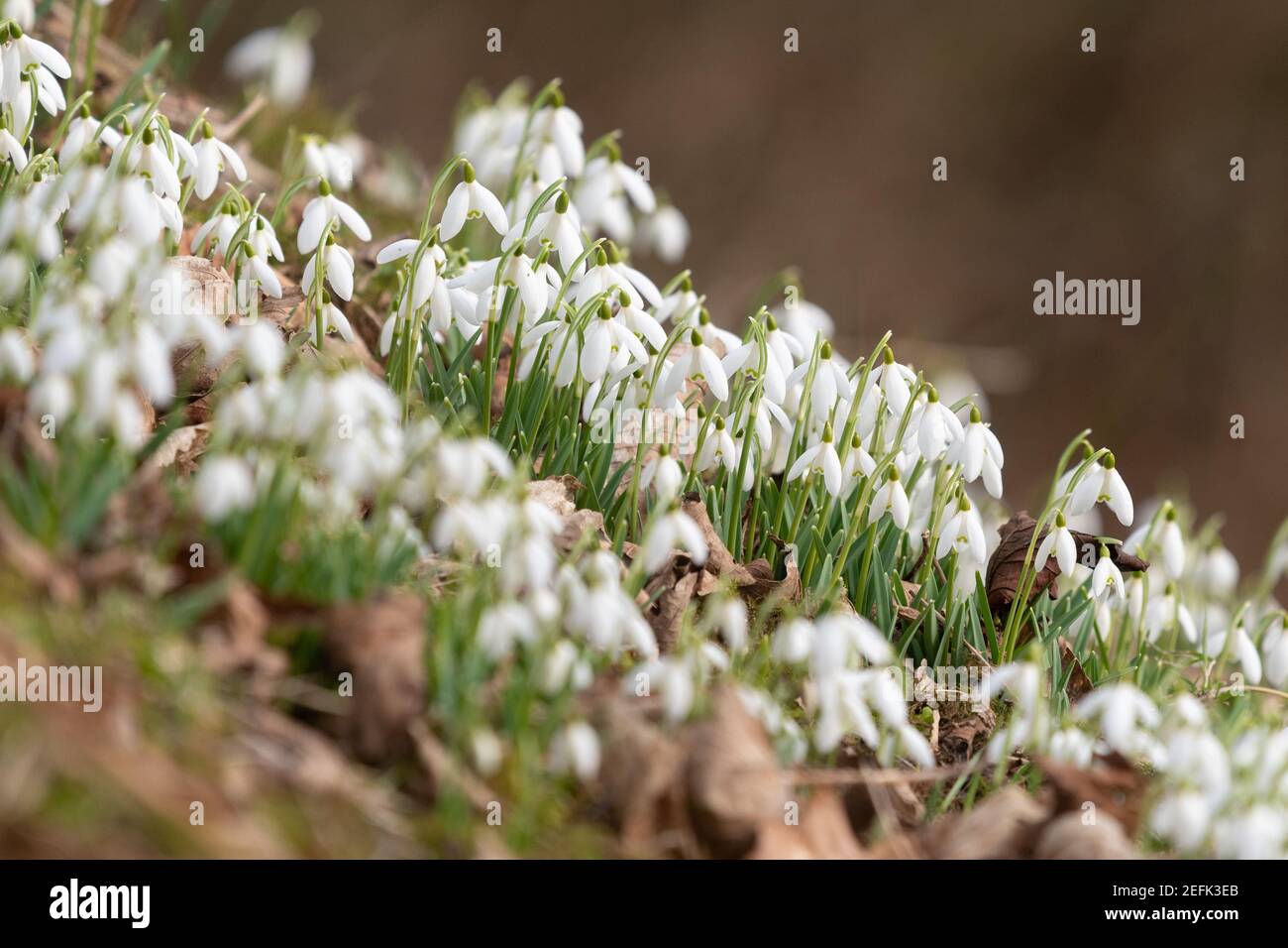 Snowdrops growing through dead leaves on woodland floor bank - Scotland, UK Stock Photo