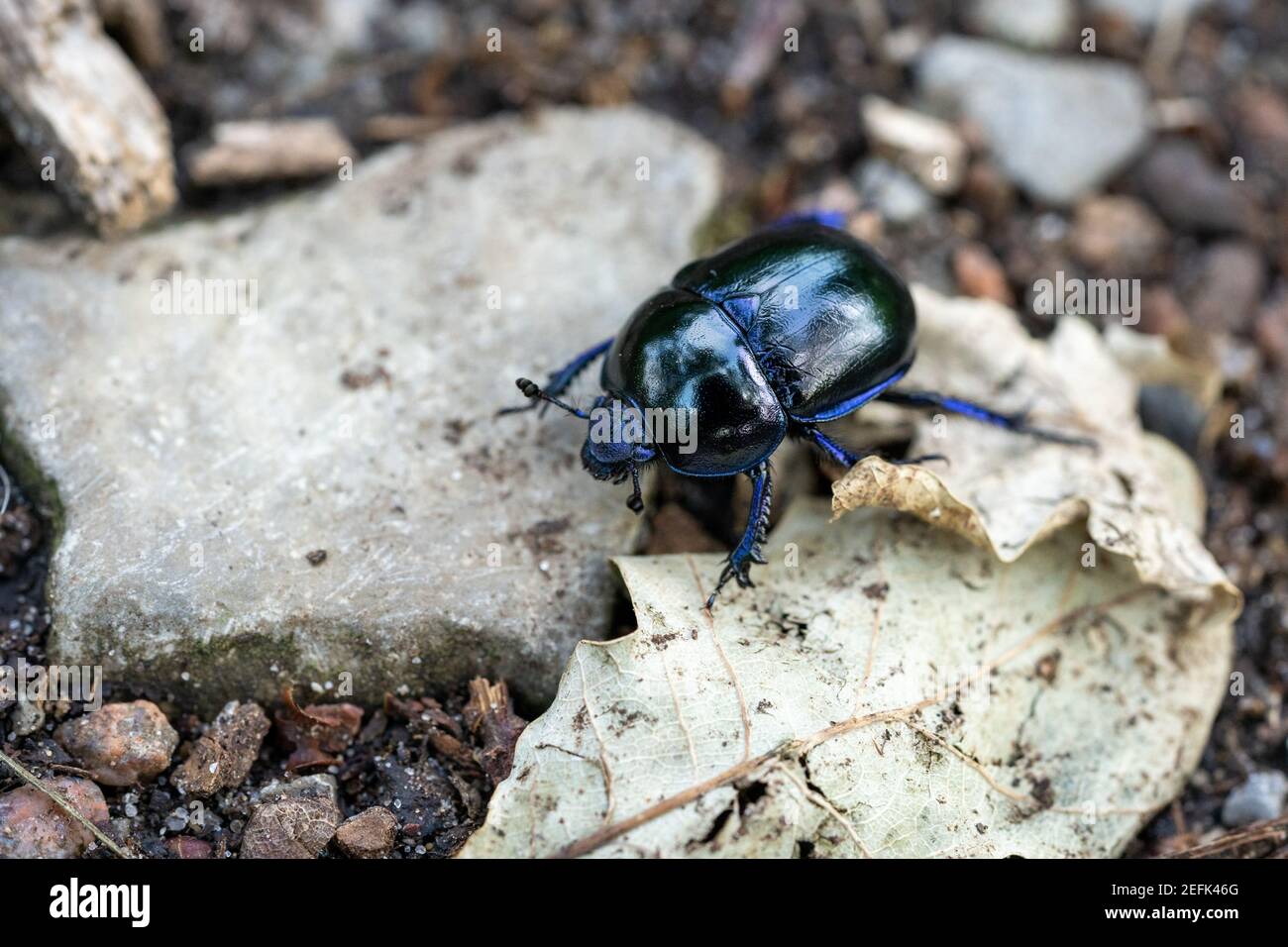 macro wood dung beetle anoplotrupes stercorosus on the ground, germany Stock Photo