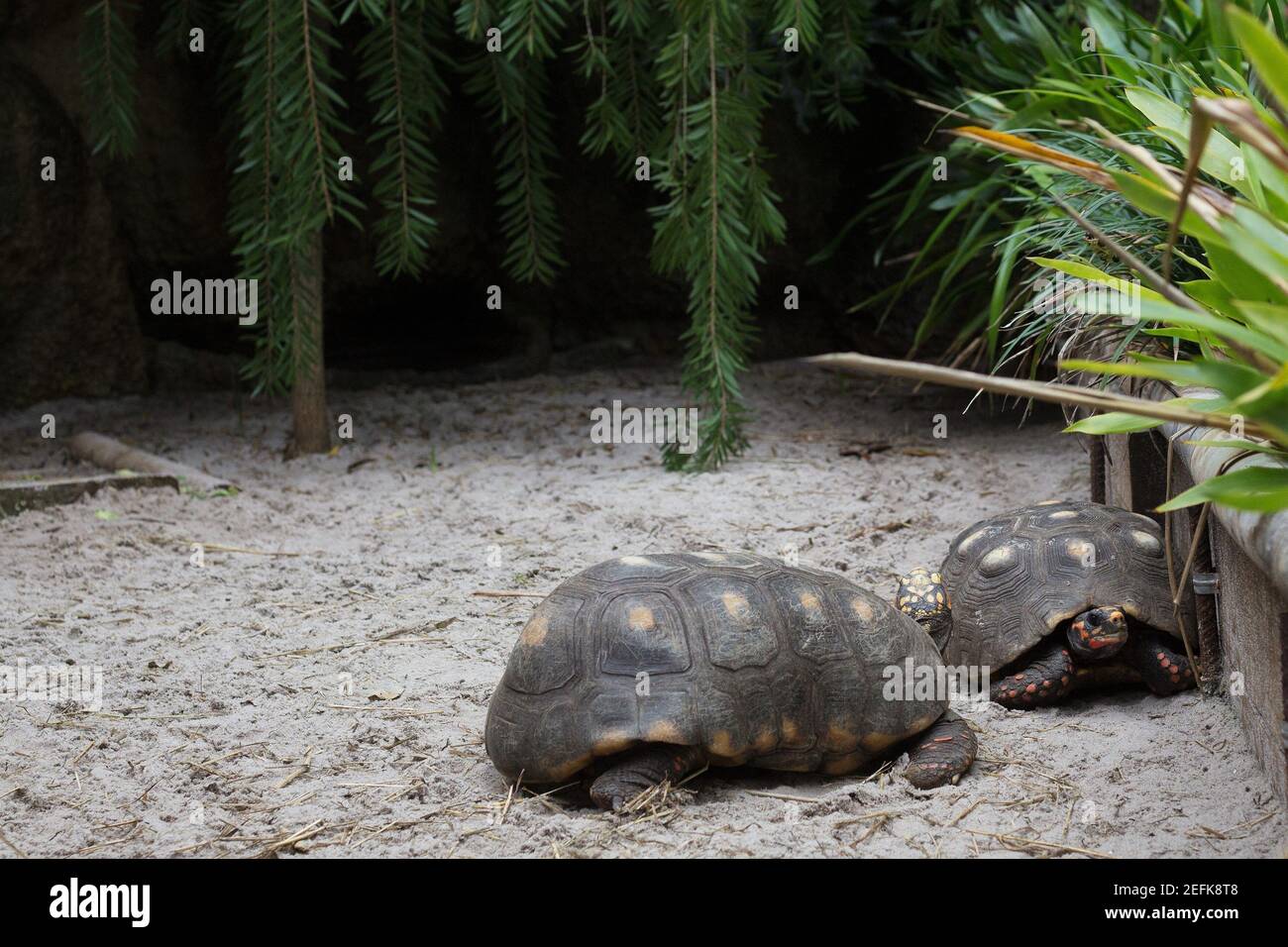 Two captive tortoises in an outdoor enclosure. Stock Photo