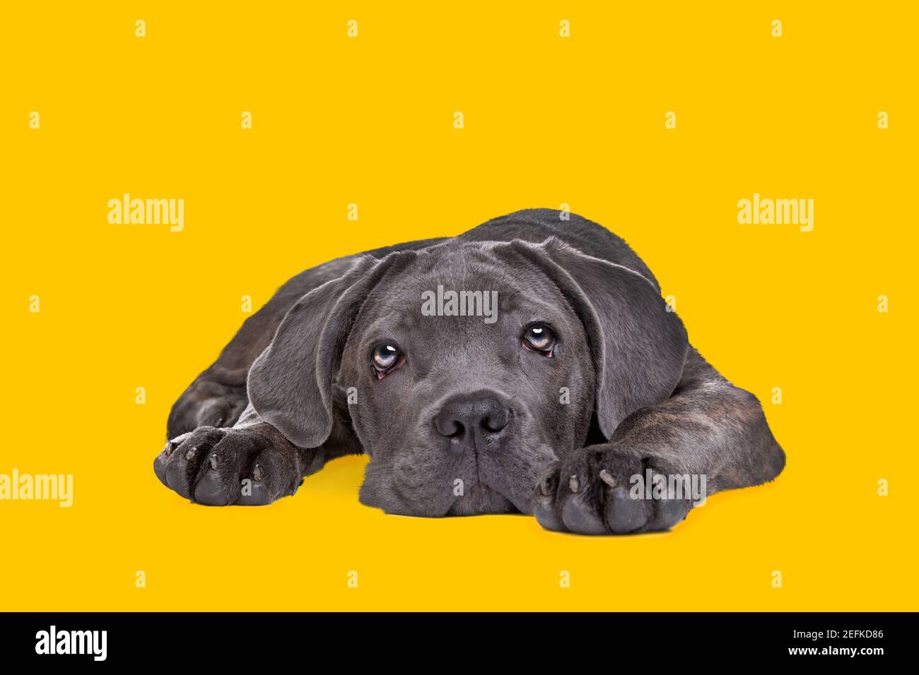 Cane corso puppy dog resting in front of a yellow background Stock