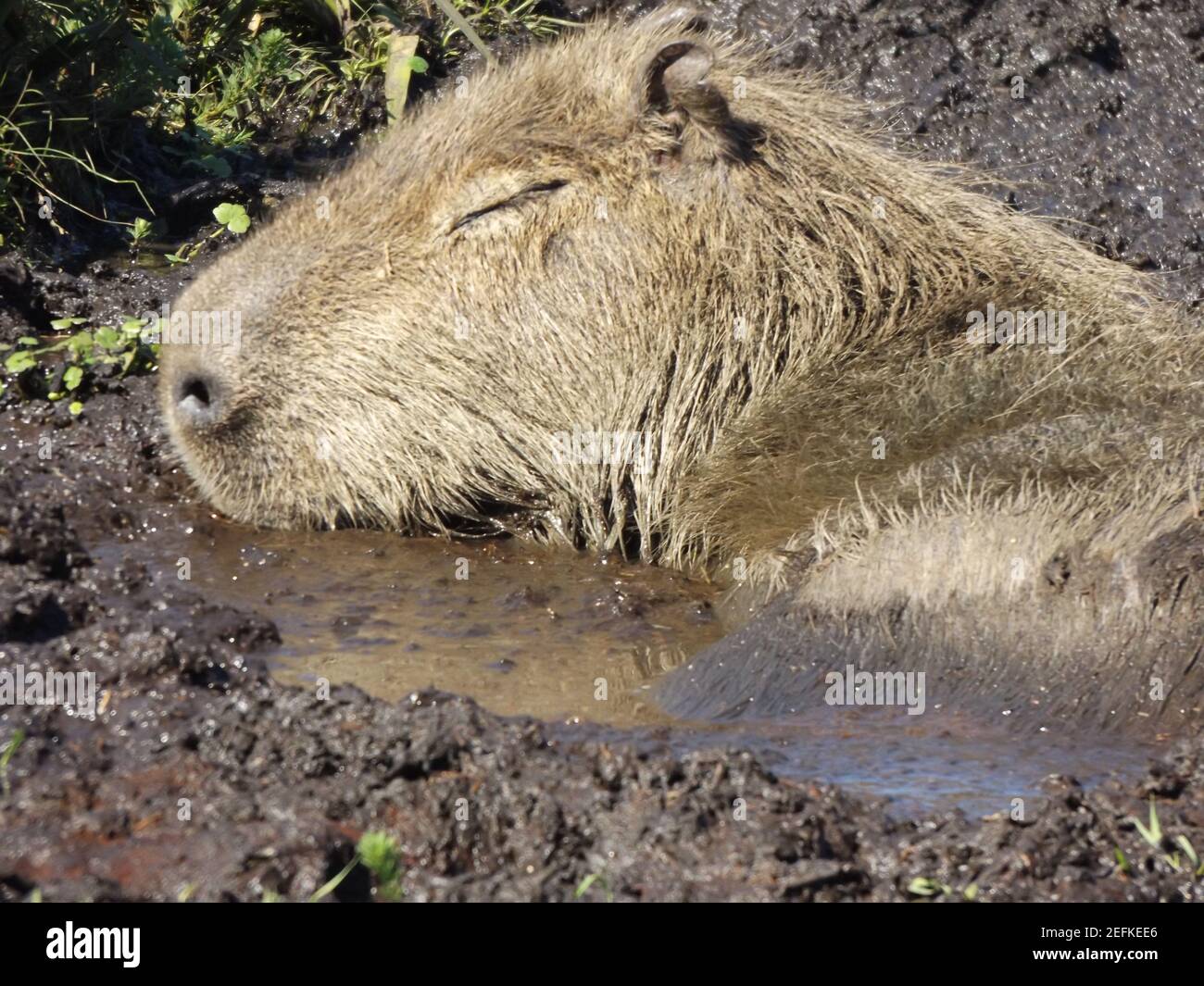 Selective focus shot of capybara relaxing in mud Stock Photo - Alamy