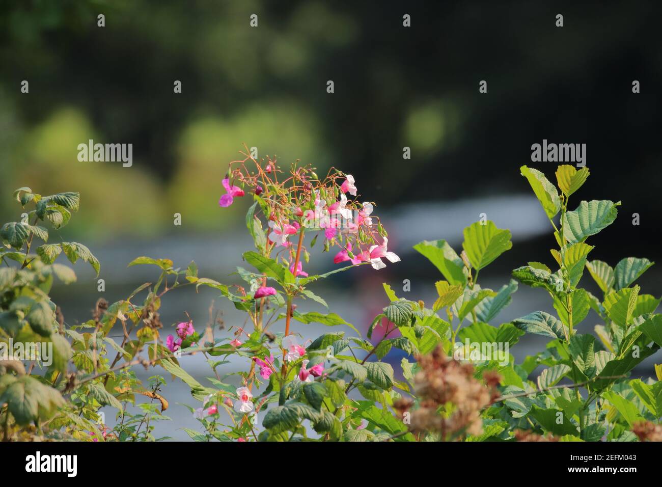 close up of a flowering plant n front of a river Stock Photo