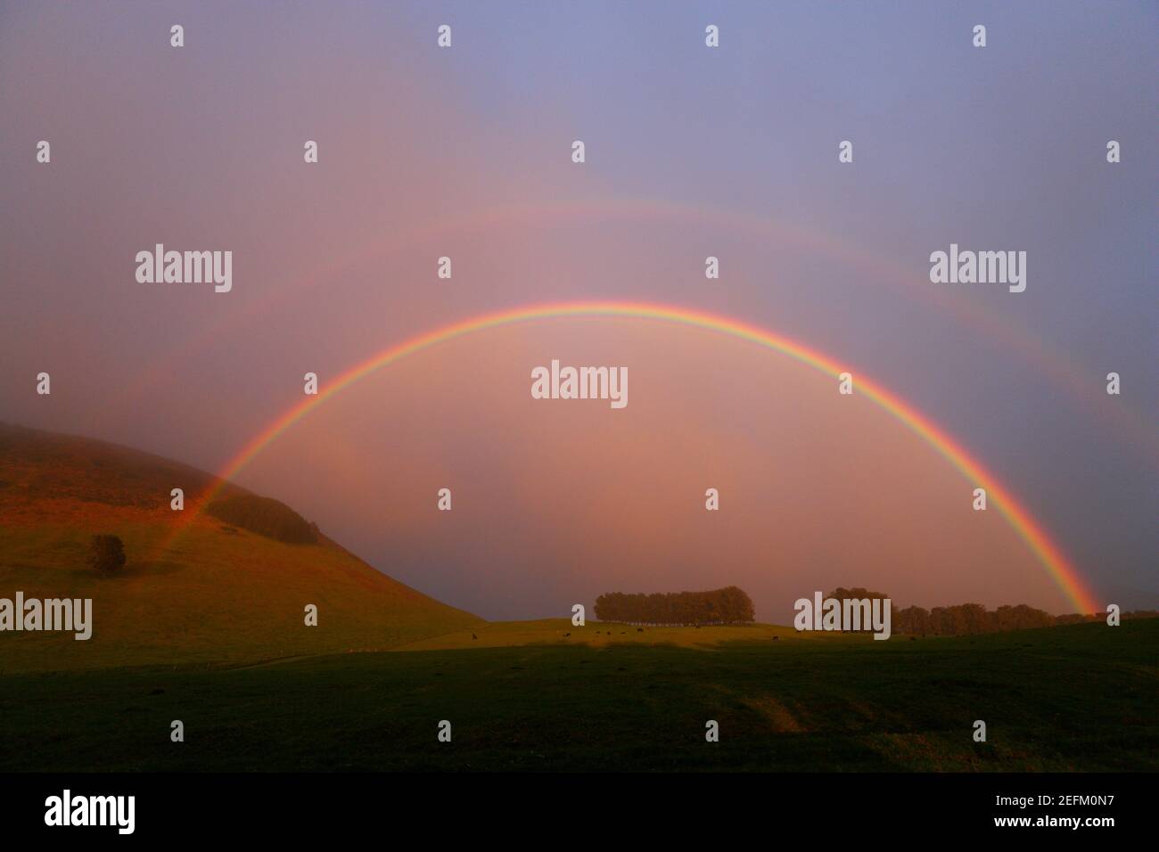 Rainbow arch connects hilla and pasture at sunset Hawaii USA. Stock Photo