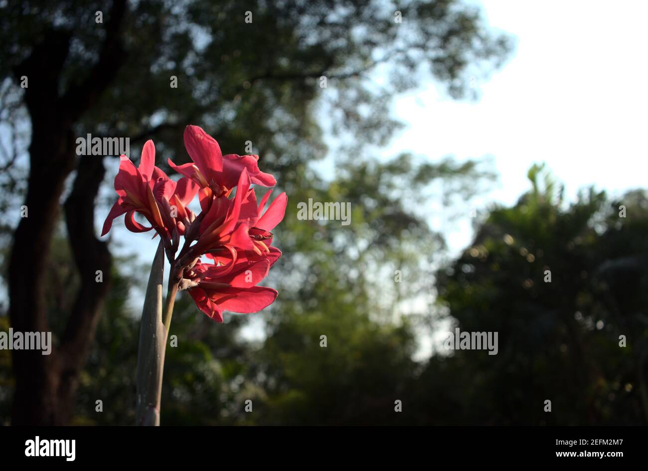 Bright light scarlet red canna lily jungle with blurry nature tree bokeh abstract texture background. Copy space, off-center. Low angle view, head on. Stock Photo