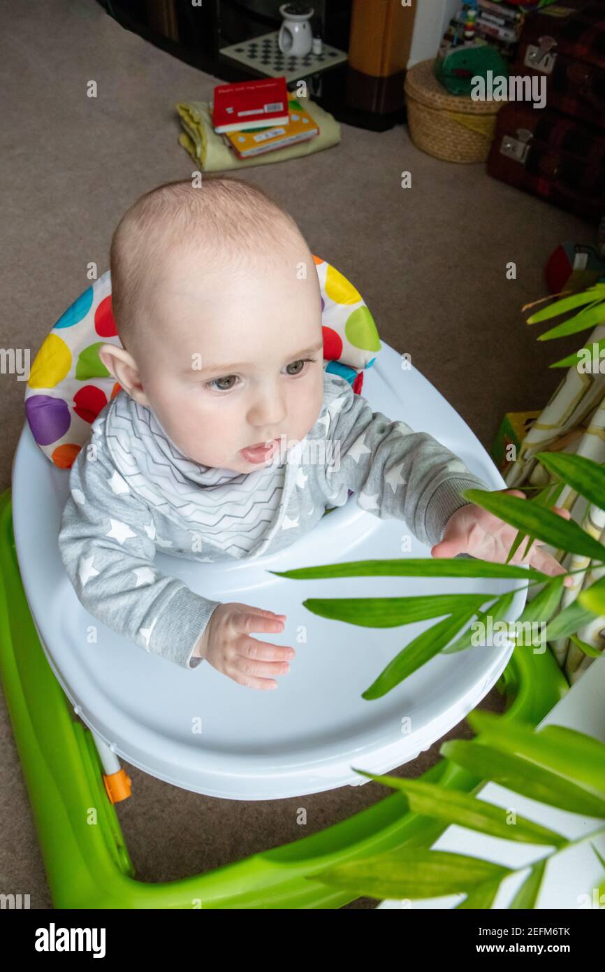 Baby boy playing and discovers the leaves of the decoration plant in the house. View through the nature Stock Photo