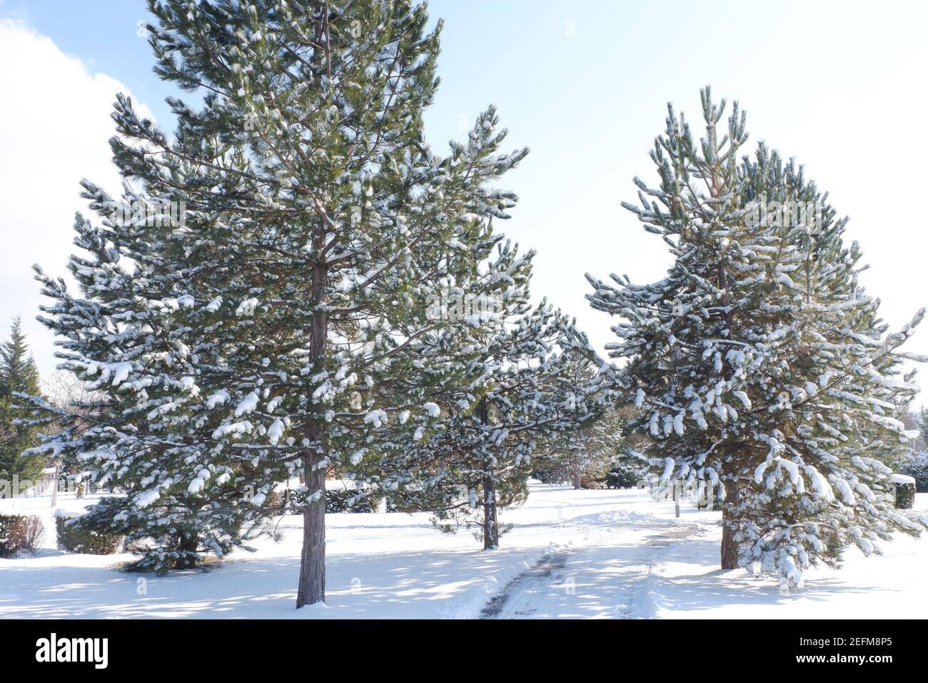 City view with pine trees hi-res stock photography and images - Alamy