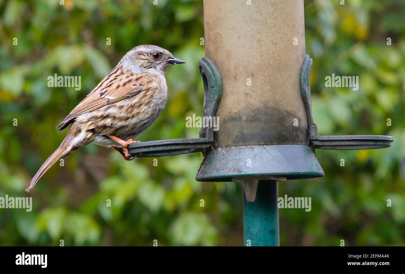 A dunnock or hedge sparrow (prunella modularis) on a garden bird feeder in southern England Stock Photo