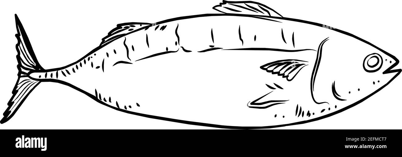Tuna fish , Thunnus albacares stock illustration Vector isolated in white background Stock Vector