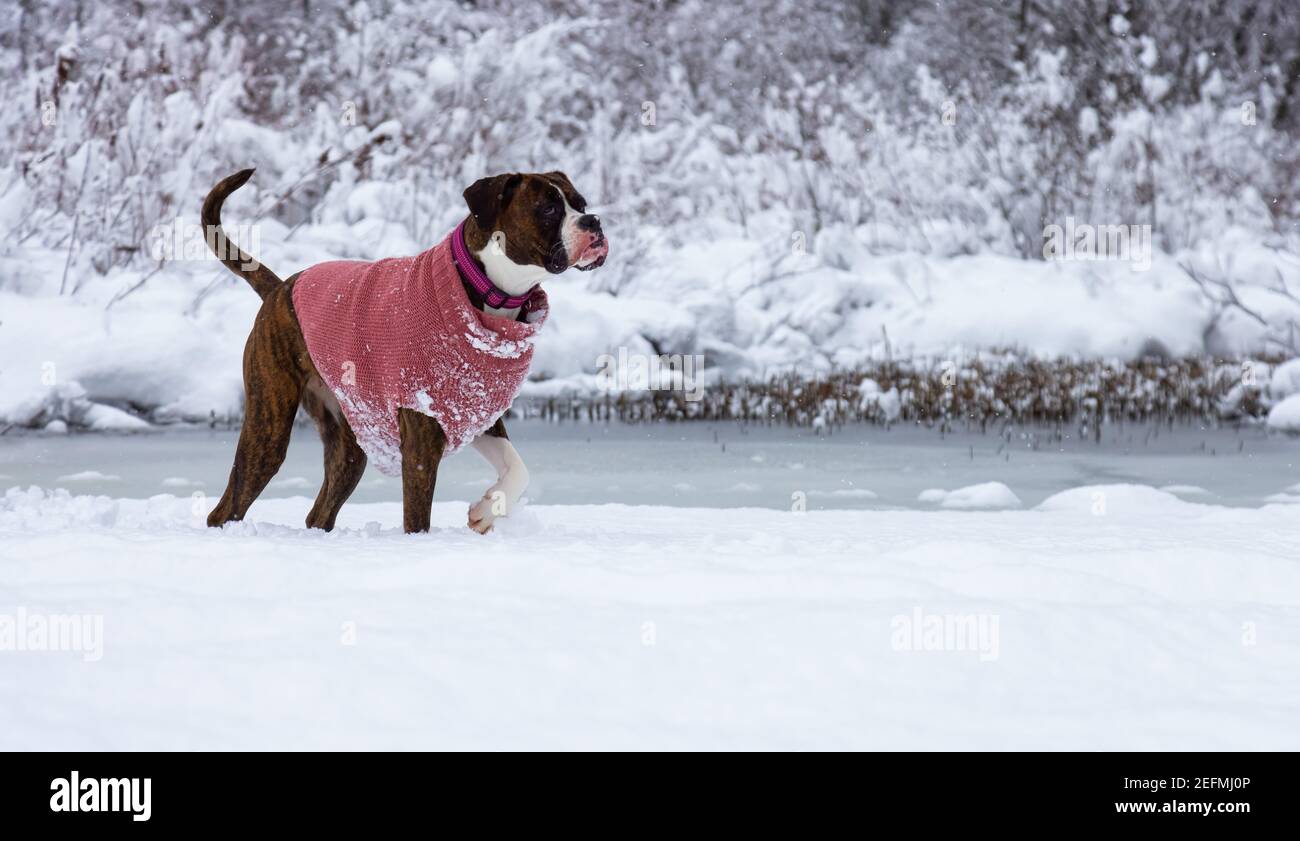 Dog playing in the snow Stock Photo - Alamy