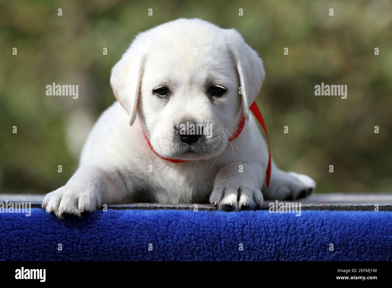 lovely sweet nice yellow labrador puppy on the blue background Stock ...