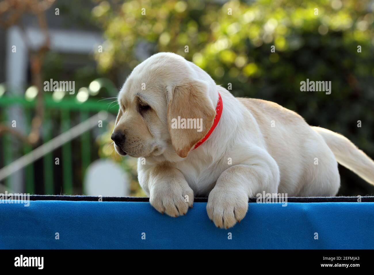 nice yellow labrador puppy on the blue background Stock Photo - Alamy