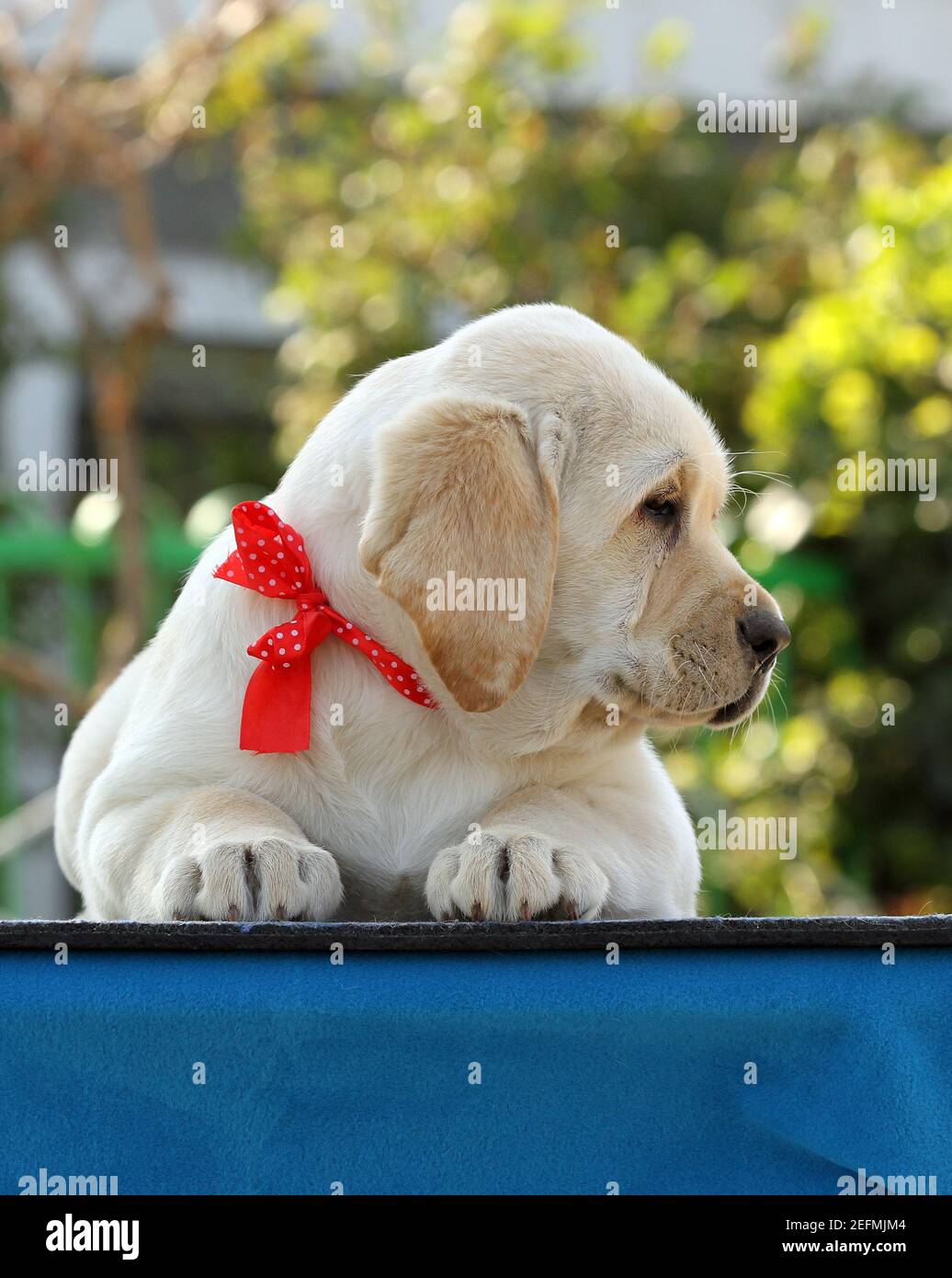 the nice yellow labrador puppy on the blue background Stock Photo - Alamy