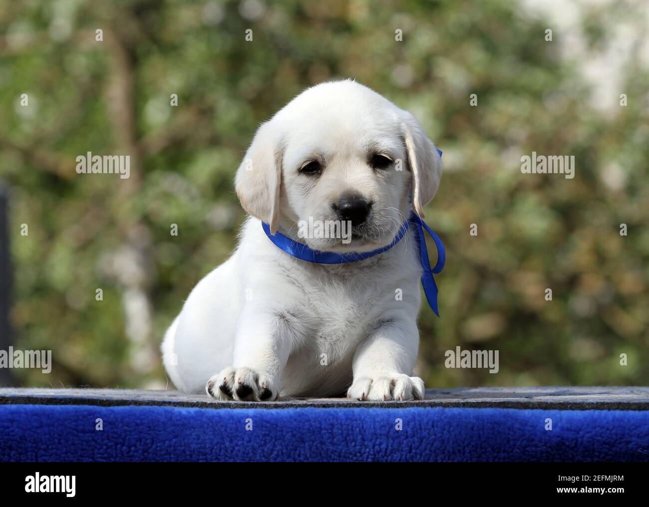 the sweet nice yellow labrador puppy on the blue background Stock Photo ...