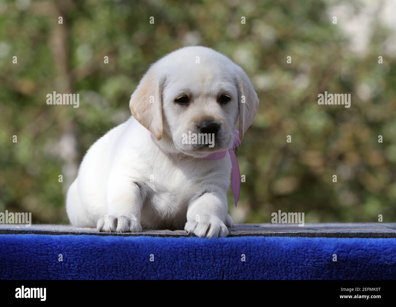 sweet nice yellow labrador puppy on the blue background Stock Photo - Alamy