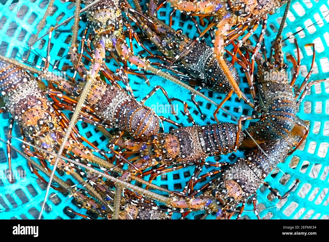 Live spiny lobsters in a basket. catching lobsters on a farm Stock