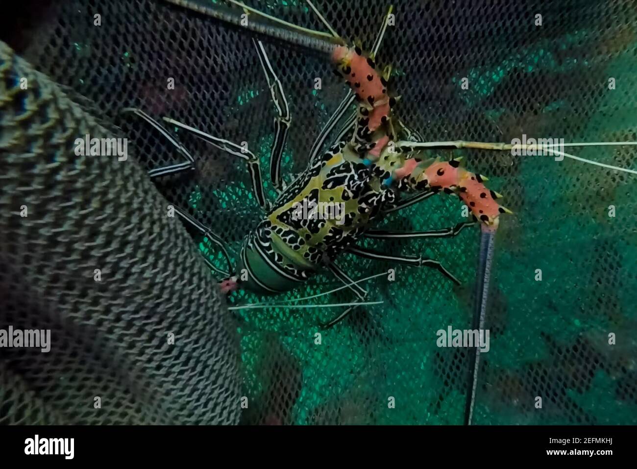 Live spiny lobsters in a basket. catching lobsters on a farm Stock