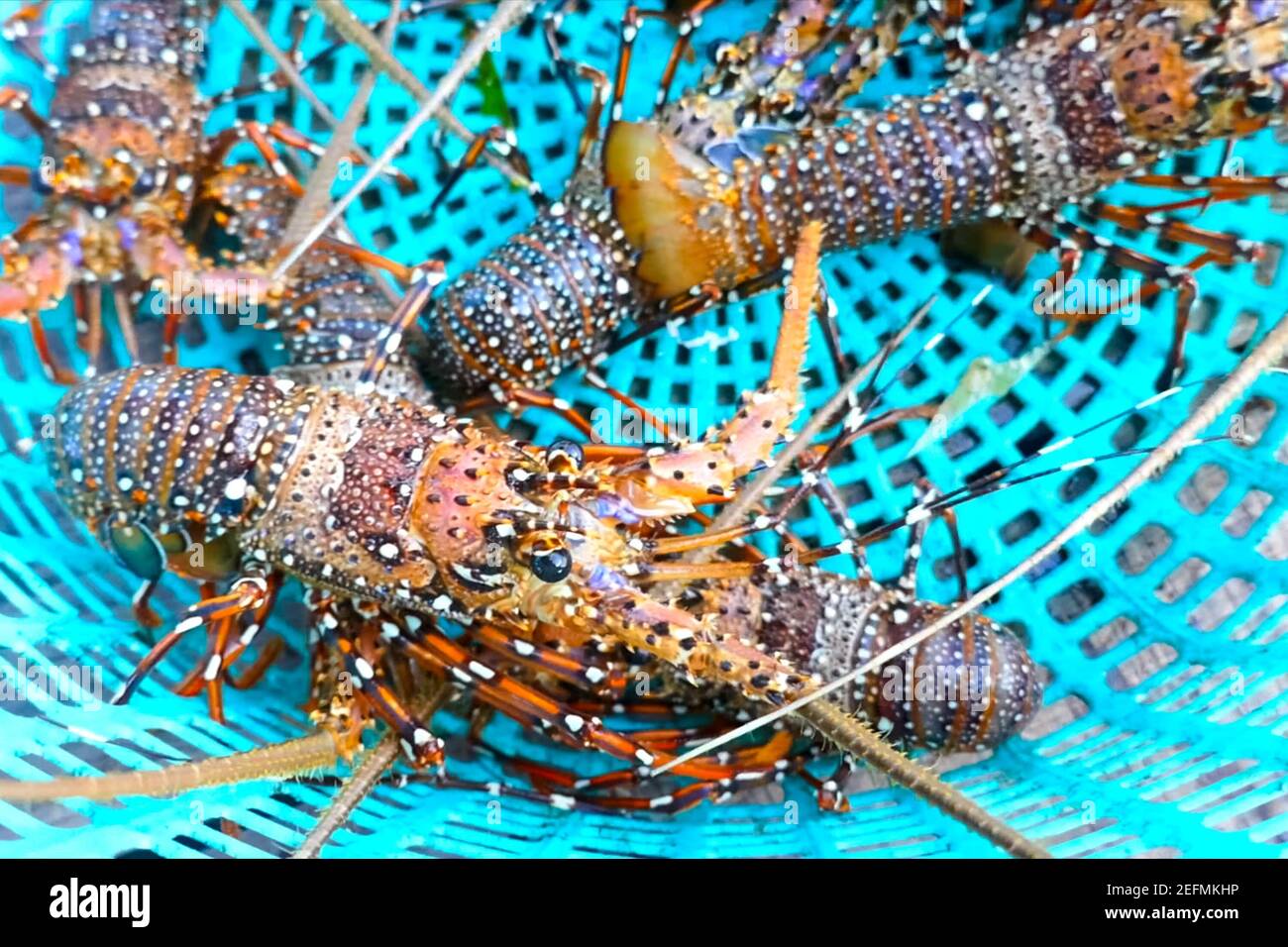 Live spiny lobsters in a basket. catching lobsters on a farm Stock