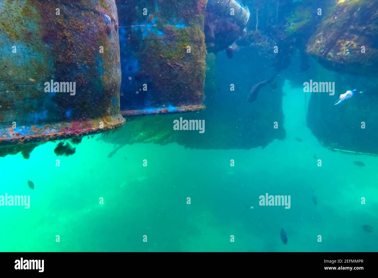 Rusty barrels in sea water. metal in water rusts Stock Photo Alamy