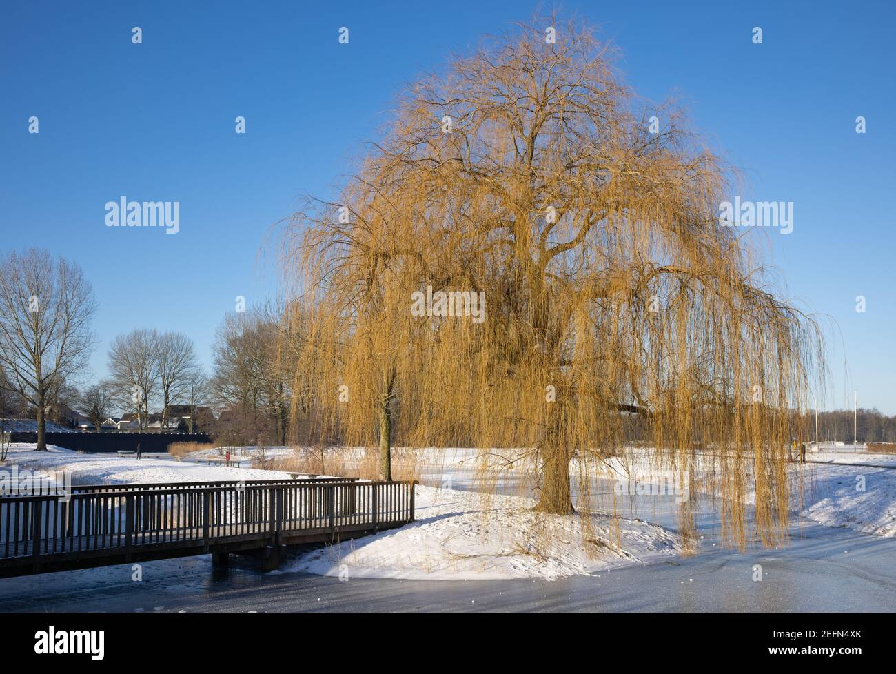 Weeping willow tree in snow hi-res stock photography and images - Alamy