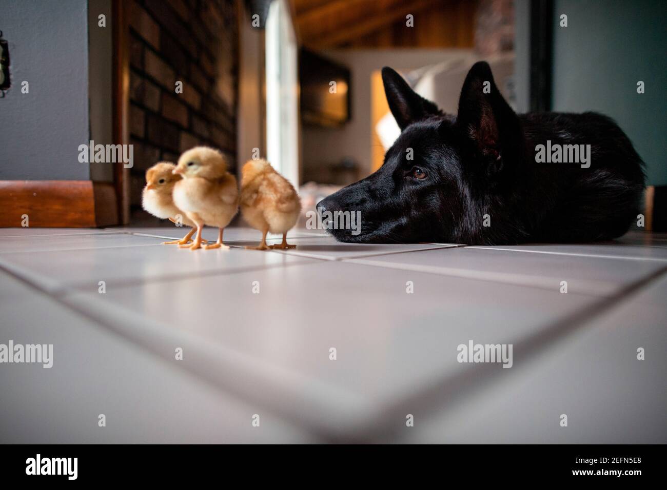 Dog and multiple baby chicks on floor indoors Stock Photo