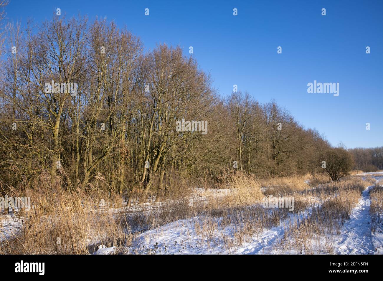 Winter landscape with woodland and swamp covered with snow Stock Photo