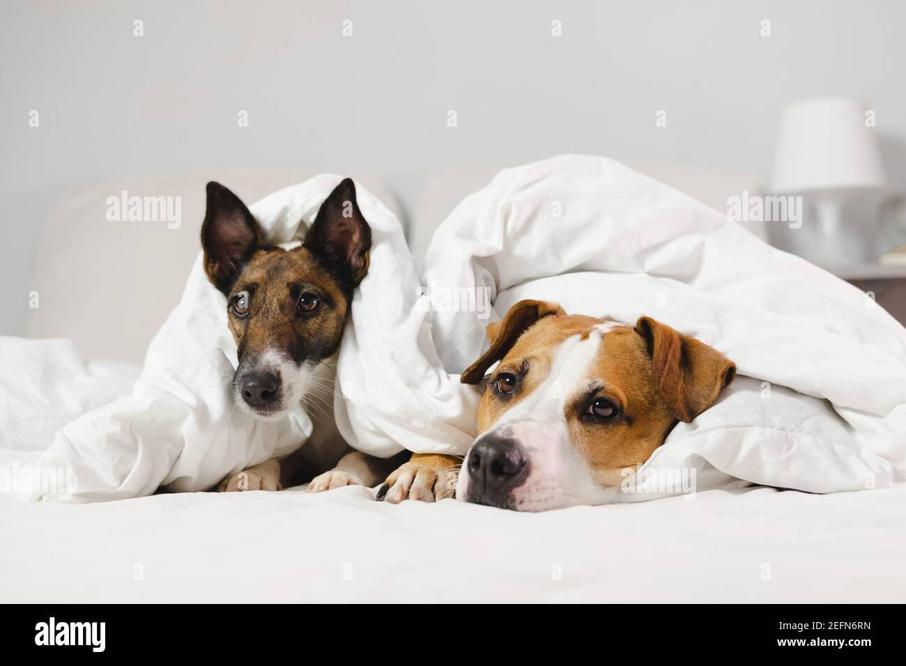 Two cute dogs lay in a bed covered in white blankets Stock Photo Alamy