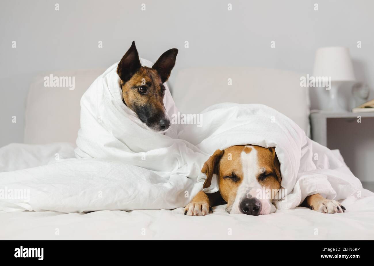 Two sleepy and funny dogs wrapped in white blankets in a bedroom cozy